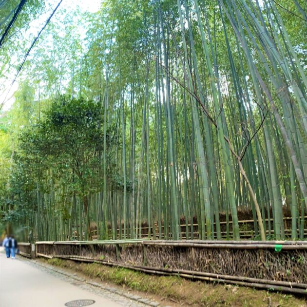 京都嵐山で食べ歩きツアー